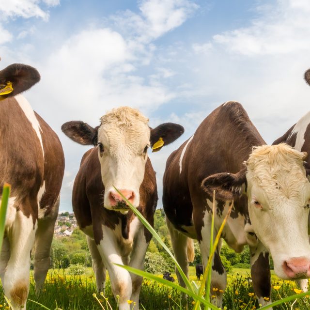 Farming Roadmap 2050: What comes next for farmers?