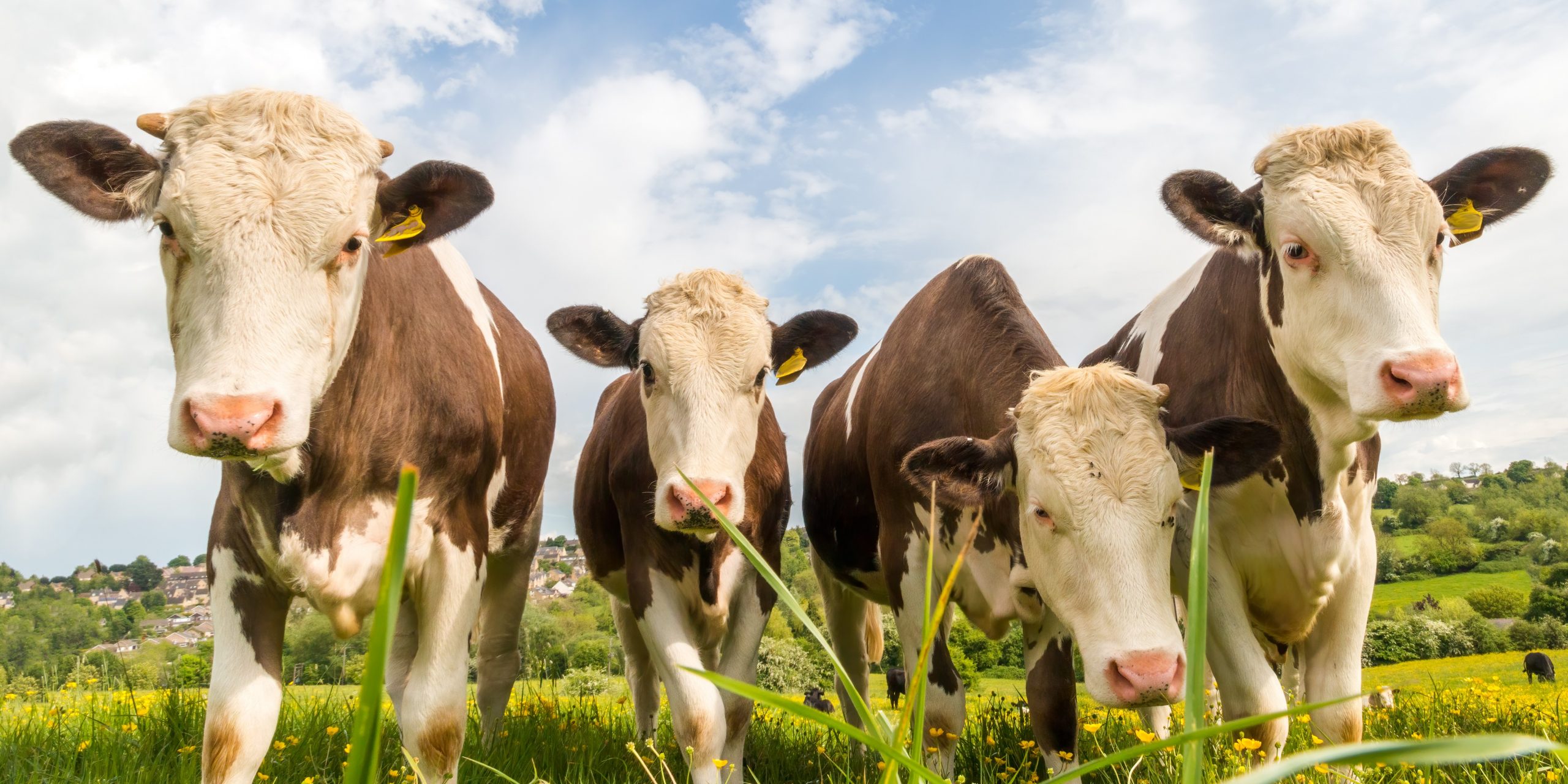 Farming Roadmap 2050: What comes next for farmers?