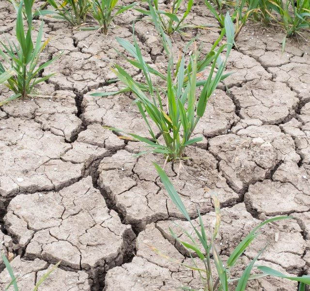 Improving the water resilience of farming businesses
