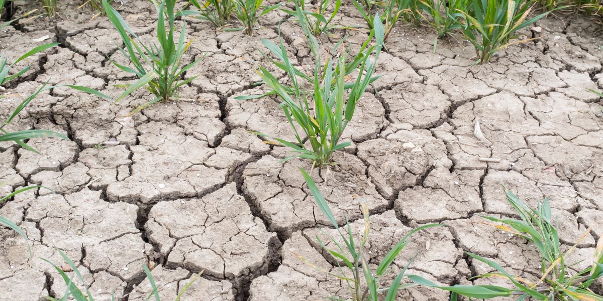 Improving the water resilience of farming businesses