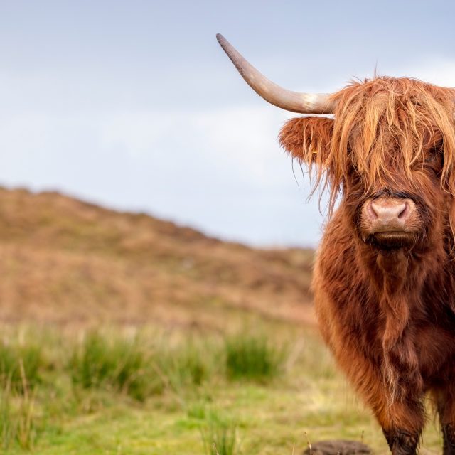 Coolcations and noctourism – the opportunities for Scottish landowners