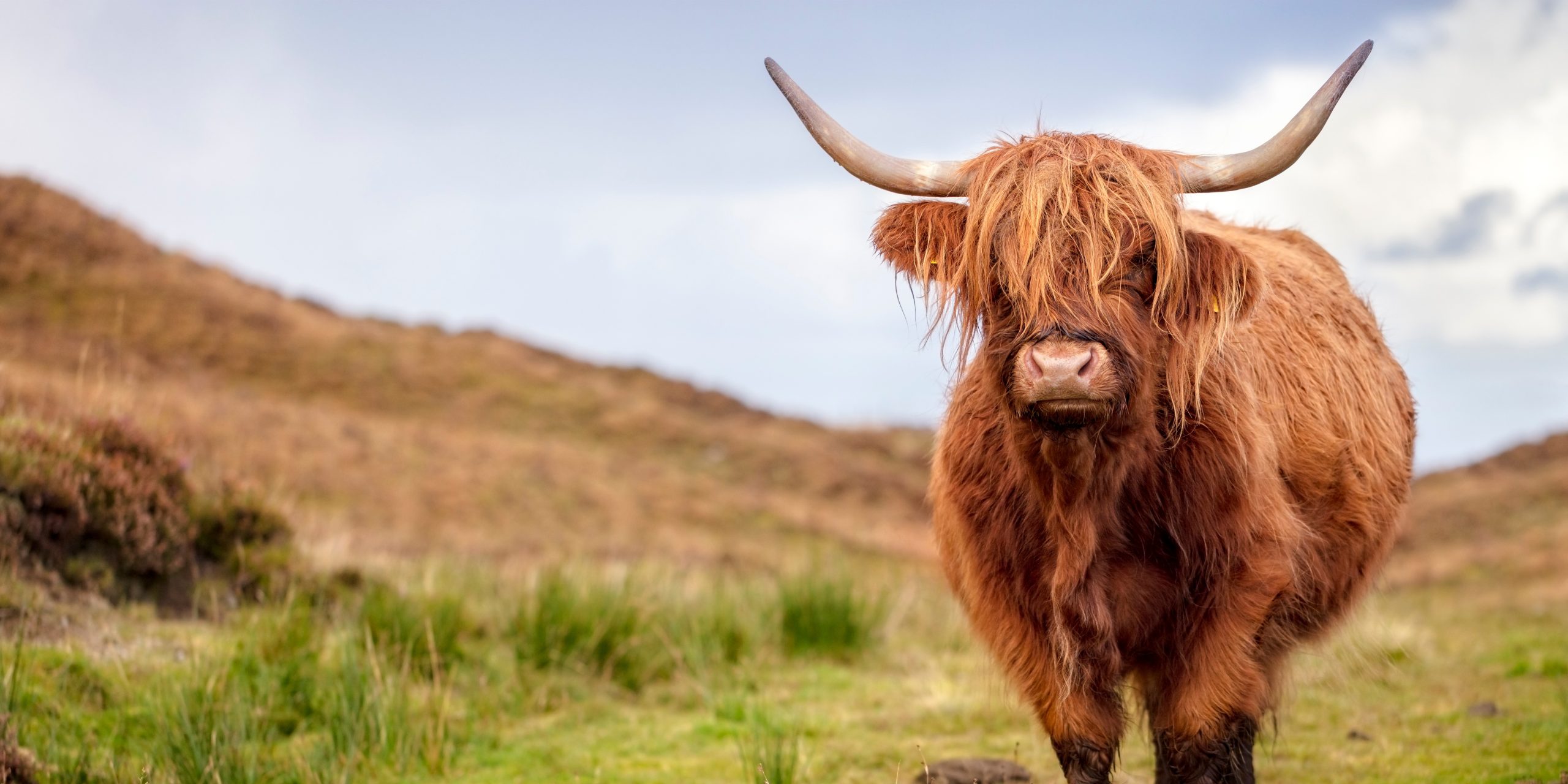 Coolcations and noctourism – the opportunities for Scottish landowners