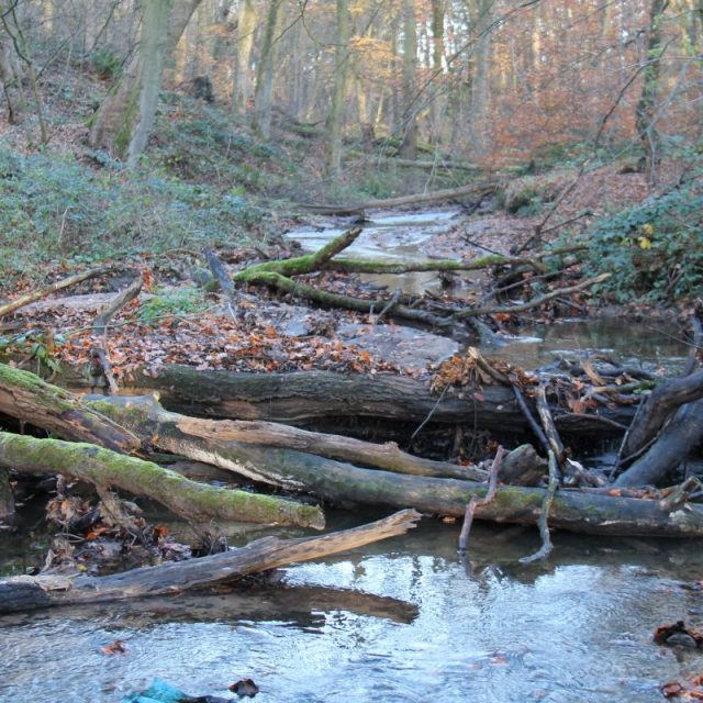 The role of nature-based solutions in improving water resilience