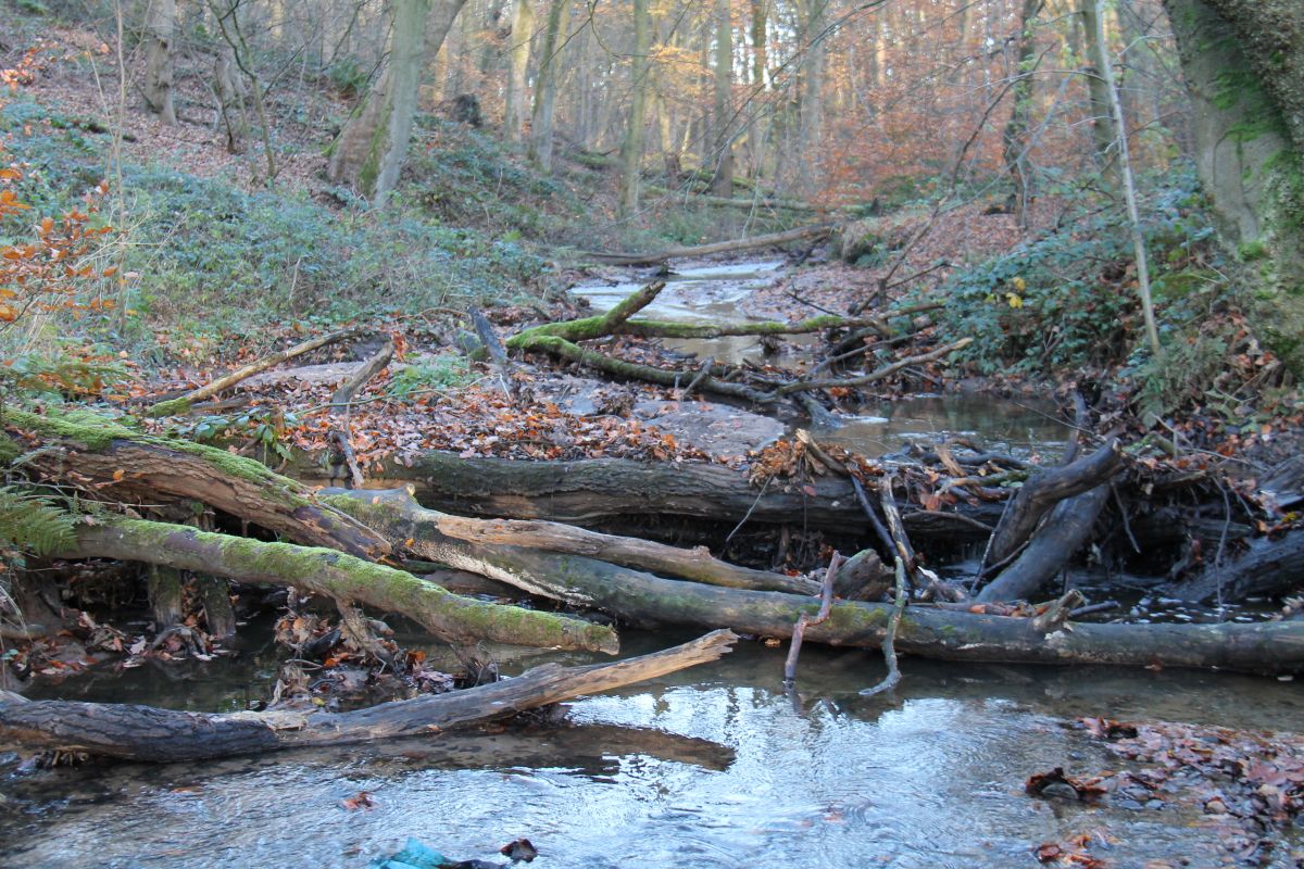 The role of nature-based solutions in improving water resilience
