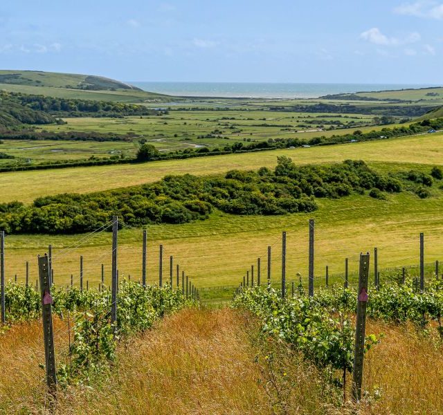 Good fruit, tougher market: UK vineyard survey highlights commercial pressures