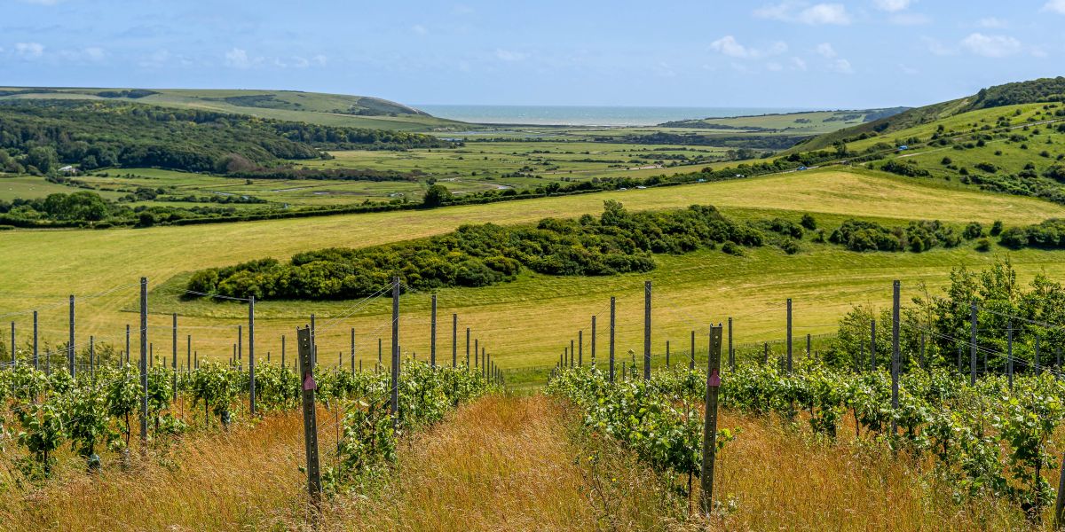 Good fruit, tougher market: UK vineyard survey highlights commercial pressures