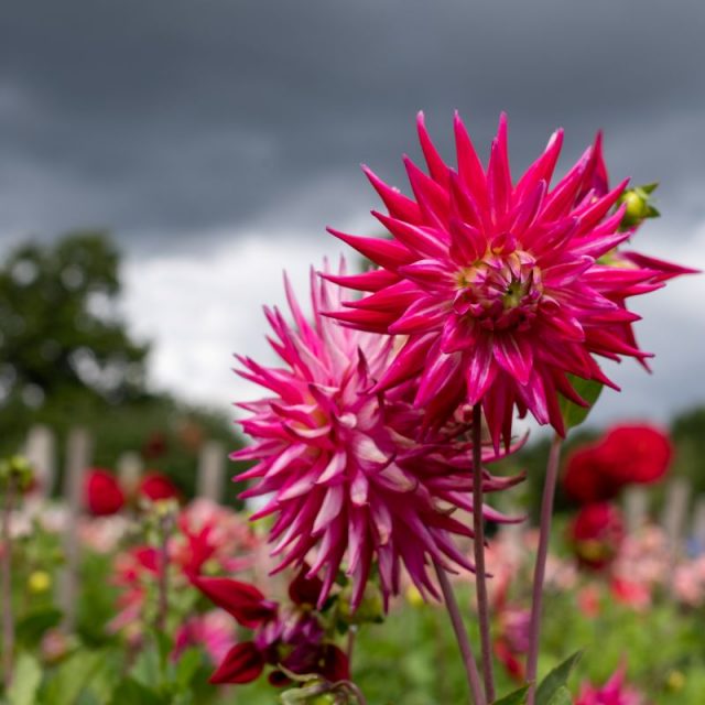 From fields to florists: the potential of British cut flowers