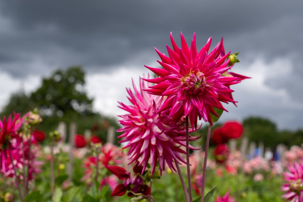 From fields to florists: the potential of British cut flowers