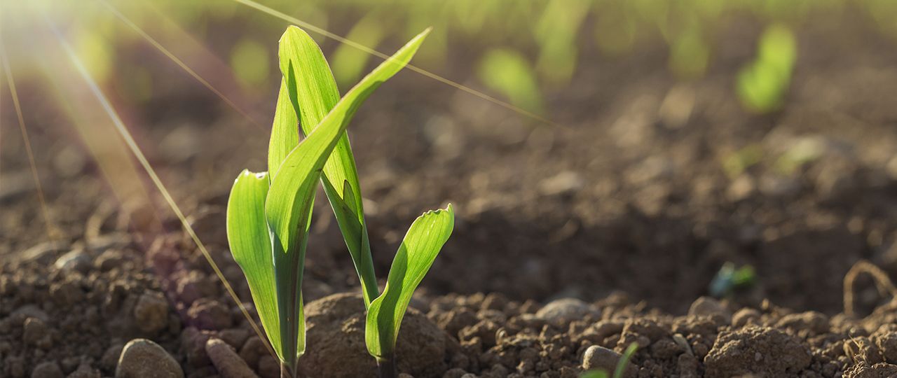 Strategies to minimise the threat from yellow rust