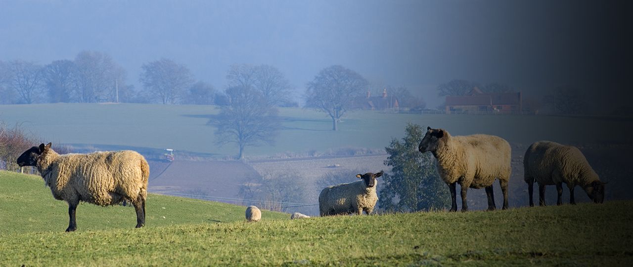 Scottish Farming Update | Winter 2018