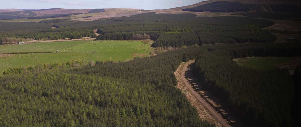 Another good year for UK forestry investment