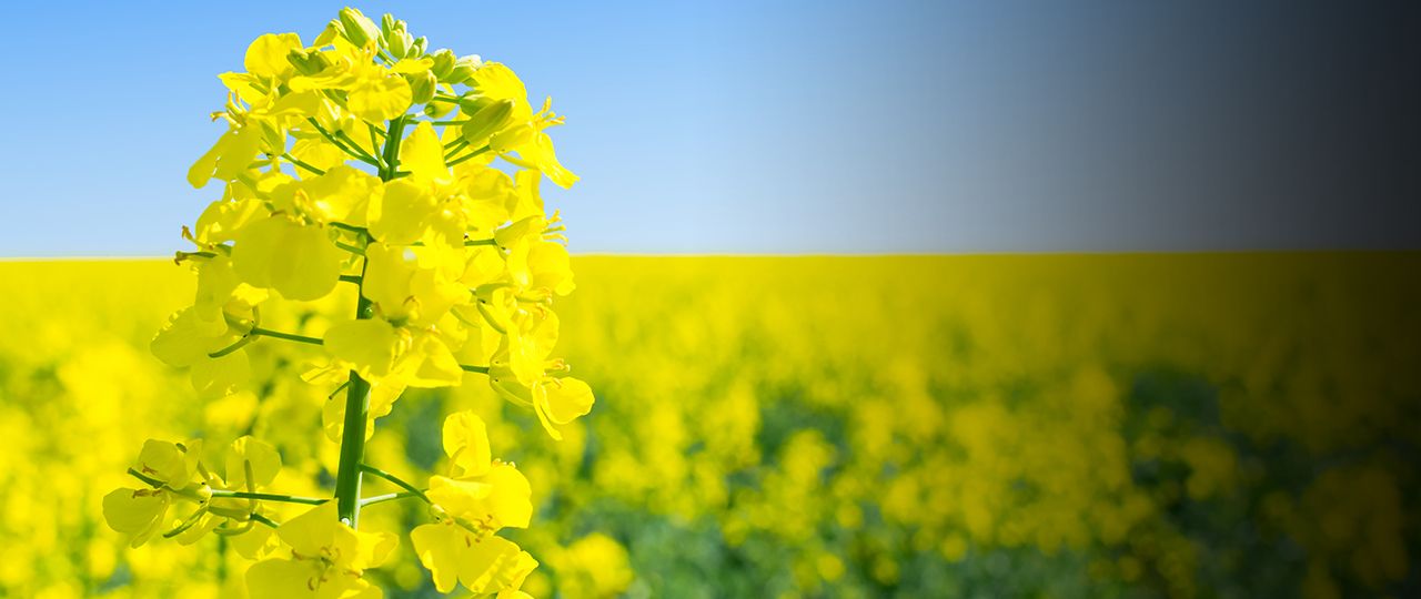 Oil Seed Rape – does it still have a place in your rotation?