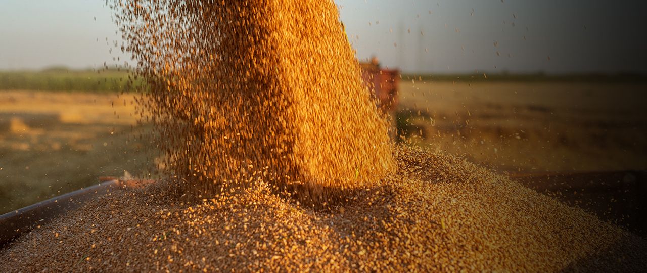 Strutt & Parker Yield Results | Harvest 2018