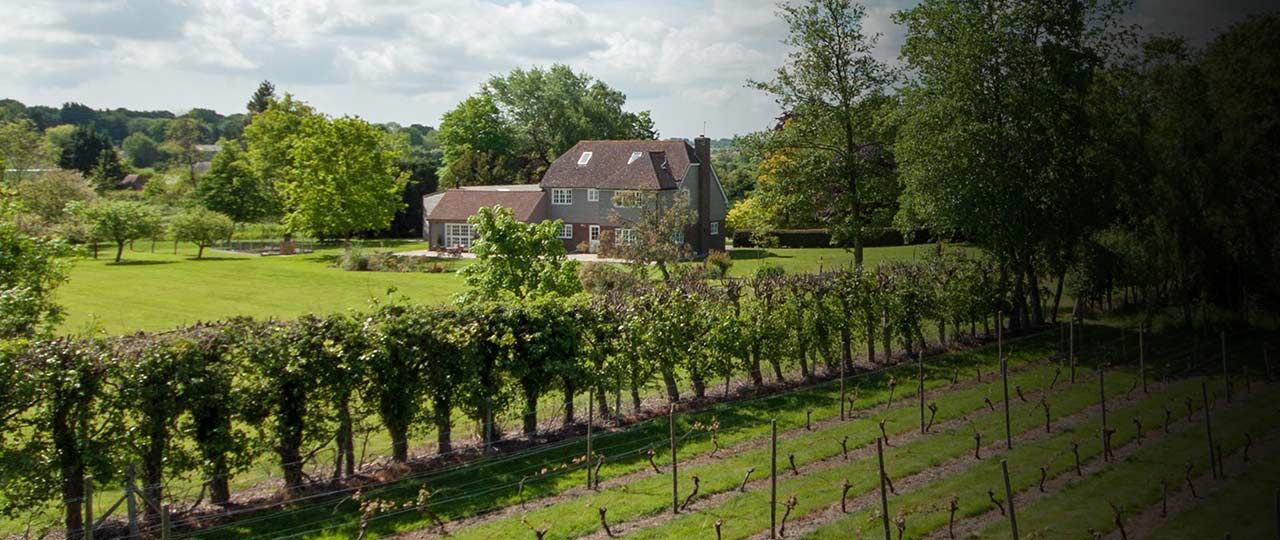 The Rise of the British Vineyard