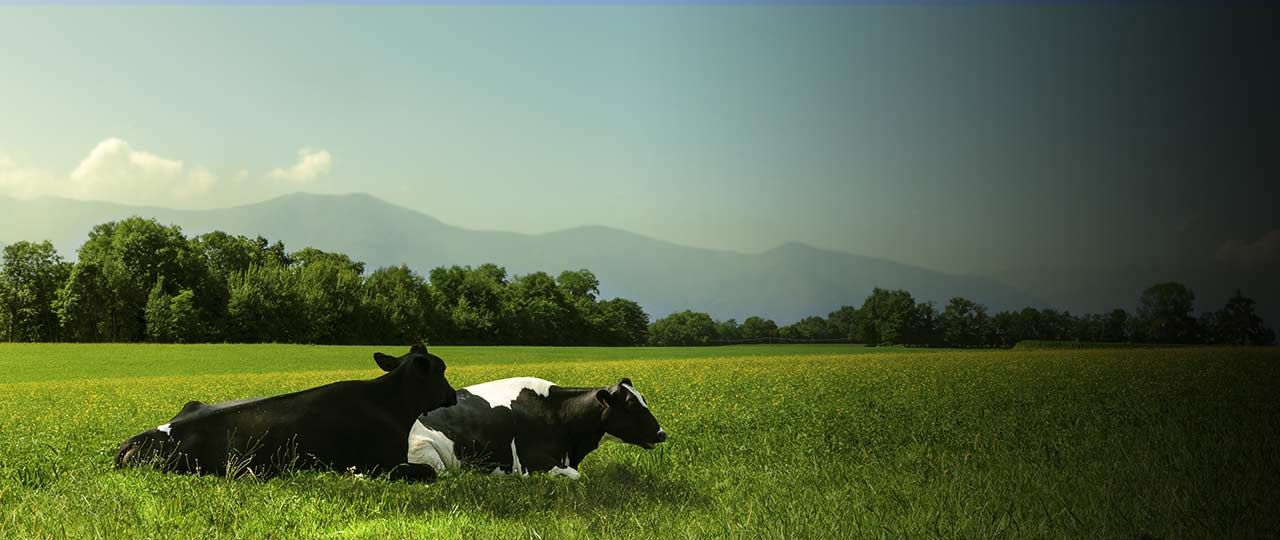 Clean air strategy suggests stricter controls on farm fertilisers